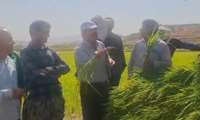 خشکه کاری برنج؛ گامی نو برای بهره برداری آب در شالیزارهای گچساران
